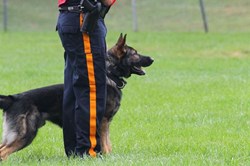 image of lower half of Mount Laurel Police Officer in uniform with Police dog in position waiting for command